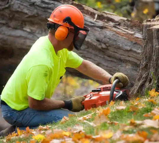 tree services Jenison